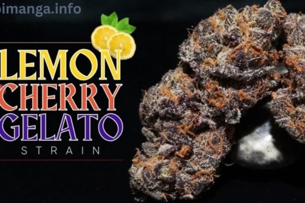 Lemon Cherry Gelato Weed Strain Information