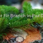 Silver Fir Branch in Pax Dei