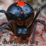 Dark Widow Bug