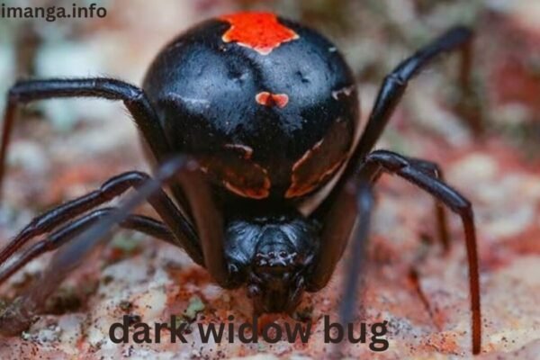 Dark Widow Bug