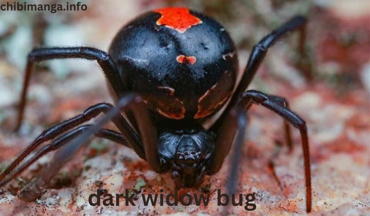 Dark Widow Bug