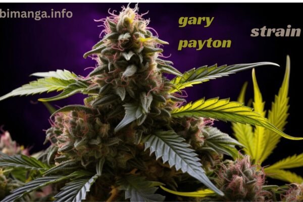 Gary Payton Strain