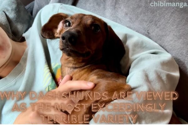 Why Dachshunds Are Viewed as the Most exceedingly terrible Variety