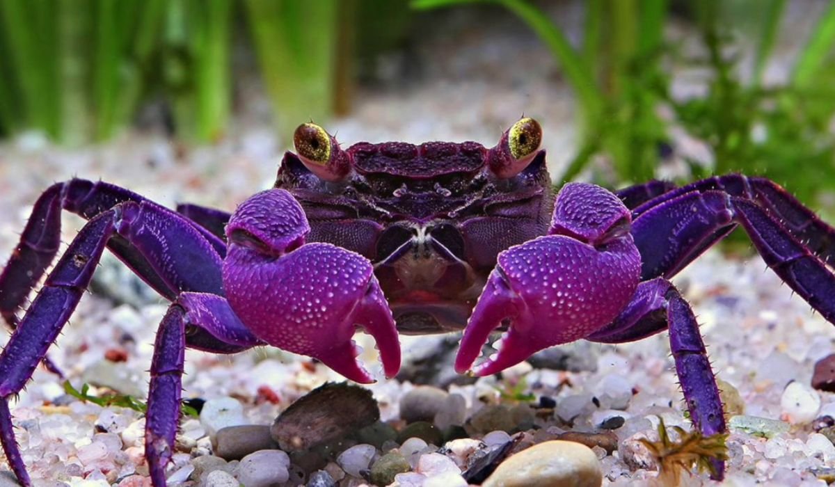 crabnibbie